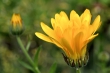 Ringelblümchen