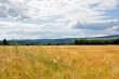 Kornfelder bei Oberlauchringen Nr. 1