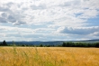 Kornfelder bei Oberlauchringen Nr. 2