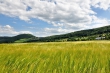 Kornfelder bei Oberlauchringen Nr. 3