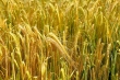 Goldene Ähren 2014