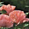 Lachsfarbener Riesenmohn 2014