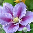 Clematis Nr. 3