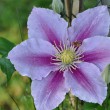 Clematis Nr. 4