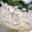 Weiße Rose Nr. 3
