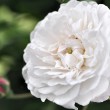 Omas weiße Rosen Nr. 2