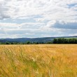 Kornfelder bei Oberlauchringen Nr. 1