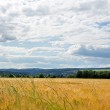 Kornfelder bei Oberlauchringen Nr. 2