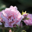 Rose Rosenblüte