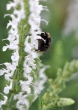 Abendhummel auf Spätschicht