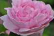 Rosa Rose