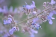 Katzenminzeblüten