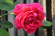 Opas Rose