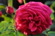 Opas Rose