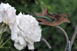 Weiße Rosen mit Rostvögelchen
