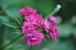 Rote Miniblümchen