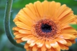 Pladdernasses Ringelblümchen