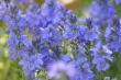 Blaue Blümchen