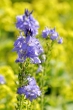 Blaues Blümchen