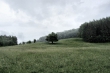 Mystischer Baum im Regen
