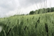 Grüne Ähren im Regen