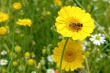 Noch ein Bienchen auf einer Arnikablüte