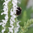 Abendhummel auf Spätschicht