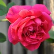 Opas Rose