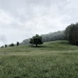 Mystischer Baum im Regen