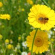 Noch ein Bienchen auf einer Arnikablüte