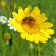 Ein Bienchen auf einer Arnikablüte