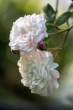 DSC_1488_1920
