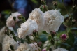 DSC_1491_1920