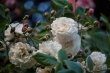 DSC_1498_1920