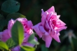 DSC_1510_1920