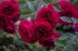 DSC_1545_1920