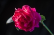 DSC_1554_1920