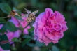 DSC_1585_1920