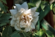 DSC_1644_crop1920