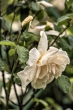 DSC_1707_1920
