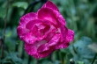 DSC_1730_1920