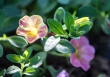 DSC_1818_crop_1920