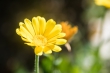 DSC_1828_crop_1920