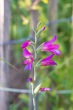 DSC_6988_1920