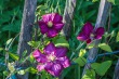 DSC_6993_1920