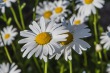 DSC_6996_1920