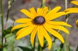 DSC_7000_crop_1920