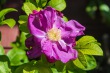 DSC_7004_1920