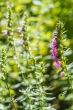 DSC_7010_1920