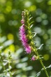 DSC_7014_1920